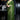 Tempting Silk Fabric Olive Color Saree With Embroidered Work