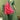 Charming Pink Art Silk Saree