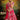 Red Silk Designer Lehengas Choli In With Embroidery Work