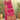 Weaving Work On Captivating Dola Silk Fabric Saree In Pink Color