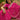Heritage Bandhani Magenta Gota Patti Designer Georgette Saree