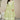 Eugeniya Belousova Rayon Fabric Beatific Palazzo Suit In Green Color