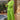 Green Cotton Plain Co-Ord Set For Women