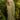 Sea Green Designer Blush Pink Tissue Ready To Wear Saree