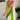 Multi Color Georgette Fabric Engaging Tow Tone Saree