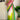 Multi Color Georgette Fabric Engaging Tow Tone Saree