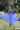 Tempting Georgette Blue Color Laheriya Printed Kutchi Patch Work Kurti