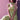 Olive Jacquard Reception Wear 3 Piece Readymade Lehenga With And Blouse