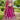 Magenta Color Satin Fabric Sequins Embroidery Lehenga Choli