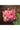 Awesome Printed On Art Silk Multi Color Clutch