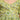 Cotton Fabric Printed Green Color Readymade Kids Sharara Top Lehenga
