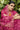 Pink Color Embroidered And Stone Work Party Style Miraculous Organza Saree