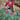 Multi Color Banarasi Silk Fabric Wedding Wear Jacquard Work Lehenga Choli