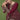 Georgette Fabric Maroon Color Glamorous Salwar Suit