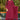 Akanksha Puri Georgette Fabric Burgundy Color Excellent Palazzo Suit