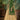 Velvet Fabric Fancy Sangeet Wear Green Embroidered Sharara Top Lehenga